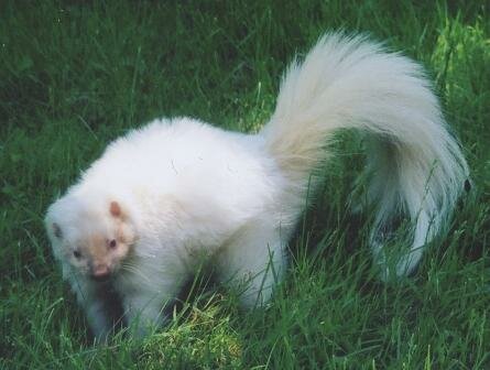 Albino Skunk